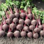 Beet Root ooty