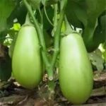 Brinjal (kolkata special) 500GM