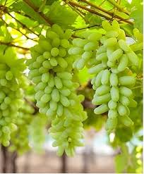 Grapes Green 250GM