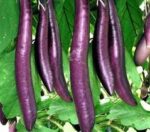Long Brinjal Red 500GM