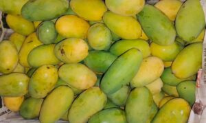 Mango Daseri 450GM-550GM